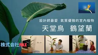 淨化空氣的室內植物 天堂鳥 鶴望蘭 養護照顧 -株式会社Max