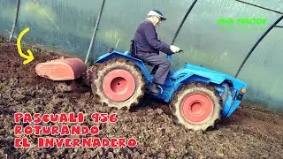 Tractor Pascuali 956 roturando el invernadero