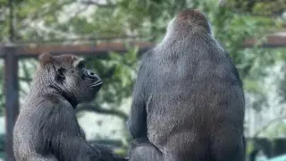 gorilla ママとご飯を食べたいコモモ【2025年&lrm;11月19日】【上野動物園】ゴリラ💗
