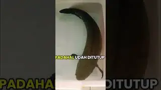 channa jumbo jadi begini