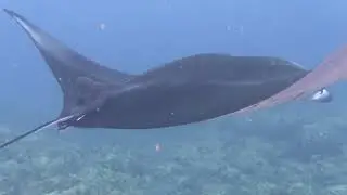 Manta Kona dive with Jacks Dive Locker by P:ink Fin dive 1