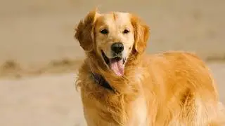 Happy Golden Retriever playing on the beach #slowmodogs