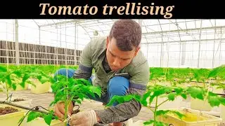 How to Support Tomato Plants in Hydroponics? | Trellising Method  #tomatotrellising #tomatofarming
