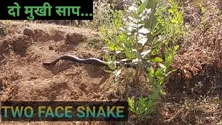Two headed snake ! दो मुखी साप ! Mandul Snake ! Two Face Snake मिल गया रास्ते पर ही