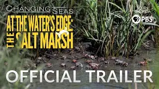 At the Water's Edge: The Salt Marsh - Trailer