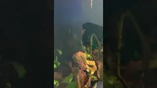 Lemon Phantom Tetra Spawning in Rio Negro Aquarium