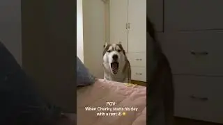 Chunky’s morning rant 🐾☀️