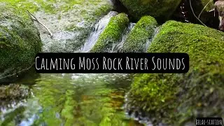 🧘 Calming Moss Rock River Sounds 1 HR Nature Sounds #relaxstation