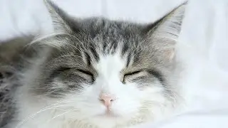 LIVE Peaceful Sleeping Cats for Calm Energy 🧘 | Season 2