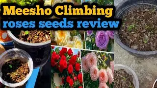Meesho Climbing roses seeds review! Roses seeds review!