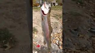 Catching Beautiful Rainbow Trout and Goldfish on Bread
