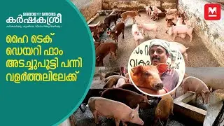 ഹൈ ടെക് ഡെയറി ഫാം അടച്ചുപൂട്ടി പന്നി വളർത്തലിലേക്ക് | Pig Farming | Karshakasree