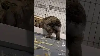 Accidentally capturing my bunny pooping #bunny #viral #rabbit #trending #cute #foryou #funny #shorts
