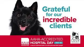 Celebrate AAHA-Accredited Hospital Day with Grady Vet