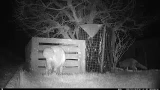 Mating Season - Male Fox Assesses her Readiness to Mate