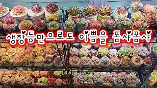 보는것만도 행복하네요.이런맛에 다육맘들 녹아버려요. 2탄