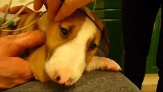 English bull terrier puppies BAER hearing test. Good news, all passed