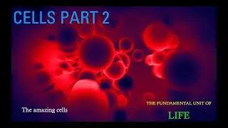 Sink into Science | Amazing Cells of the Human Body