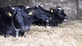 Cows Chewing Cud - A Study