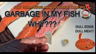 WINTER STEELHEAD, GARBAGE IN FISH! WHY?SALMON AND MORE FISH DYING! DULL EGGS! #fishing #steelhead