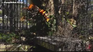 Behind the scenes in hunting murder hornets
