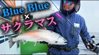 【サクラマスジギング】羅臼であっという間にリミットを達成したジグとは！？