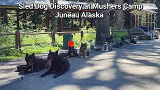 Sled Dog Discovery at Mushers Camp, Juneau Alaska