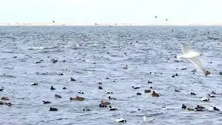 Common Eiders ~ Cape Cod ~ January 2026