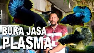 BUKA JASA PLASMA IKAN CUPANG  BANG DEWA BETTA KARAWACI