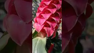 Zingiber zerumbet. (Имбирь шишковидный)#flowers#zingiberzerumbet#pinekoneginder#beatiful#nature