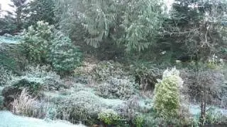 101110 Frosty Morning in the Woodburn Garden