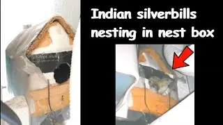 Indian silverbill birds in Nest box | Cute small birds 🐥🐤