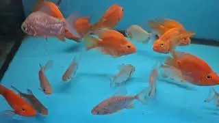 TARKUS AQUALIFE - NEW STOCK OF FISH ARRIVED 08/07/24