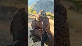 Flying with a kestrel in the mountains &mdash; rare moments of training a bird of prey in the wild😍🦅