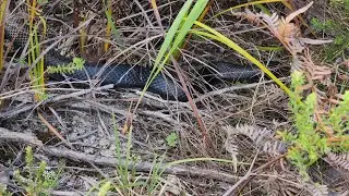Hide and Seek with a Venomous Red-bellied Black Snake!