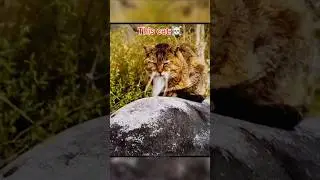 Other cats Vs this cat ☠️ | #edit #cats #newyork #usa