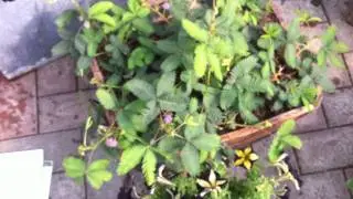 Mimosa Touch Sensitive Plant