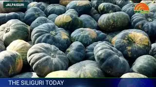 Authority Nabbed Smuggling Burmese Teak Wood Under Pumpkin Load at Siliguri