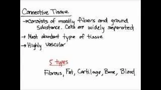 Connective Tissue Overview and Function