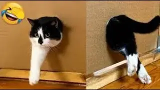 10 Minutes of the Funniest Cats on the Internet 😹