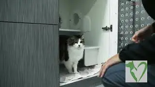 Cat Boarding at The Village Vet. Luxury Cat Condos on Sydney&rsquo;s North Shore.
