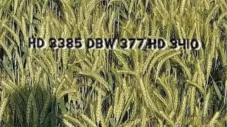 HD 3385🌾DBW 377🌾HD 3410 gehu veraity | गेहूं की कई किस्में #farming #agriculture