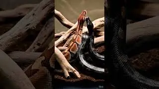 Red Ball Python vs Black Python Territorial Fight in Glass Setup #snake #pythonfeeding #reptiles