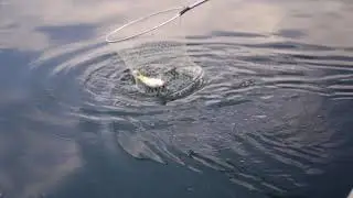 GCDT hoempage-fishing1