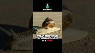 🐌 This Animal Can Sleep for 3 YEARS Straight! #facts #fascinatinginformation #funfacts #shorts