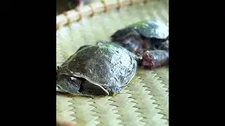 Cooking Giant Python Failed Catching and Cooking Whole Turtle Meat.