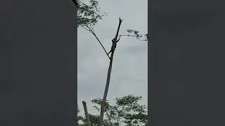 skill dewa tukang senso kayu