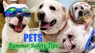 Summer Safety Tips For Pets | Samar Halder | Vinita Jaiswal | Care N Hope | Pets | Pet care | Lover