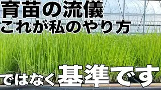 【ネギ育苗】やり方より大事なのは“基準”。私の基準をすべて公開
