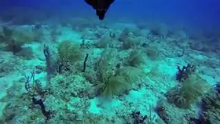 Key West Boat Rentals - Spearfishing